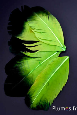 Pétale en plumes - 11-15 x 5-6 cm - lime-noir